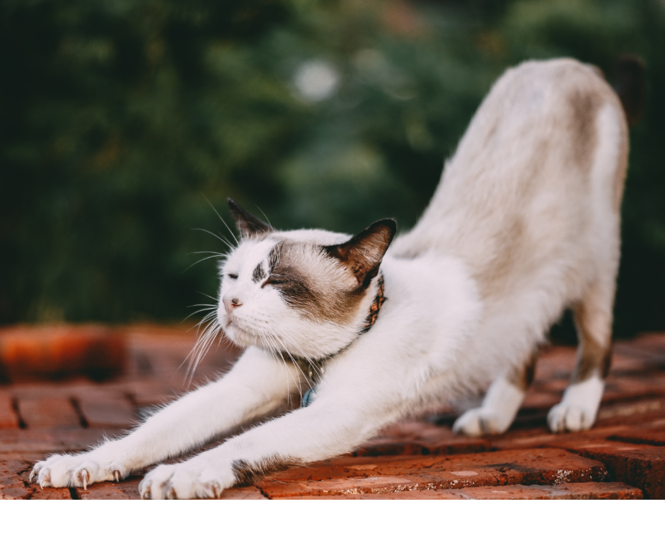 セルフケア整体